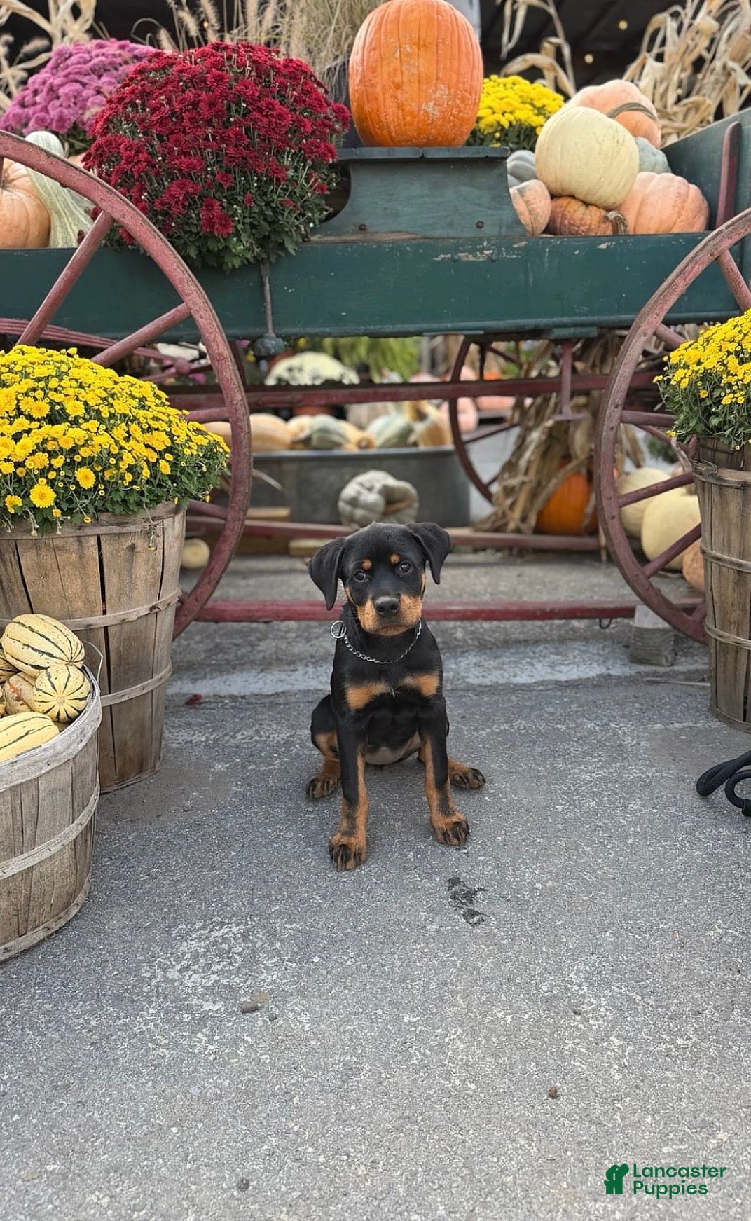 Rottweiler dogs for sale: Zoe - Ad 2
