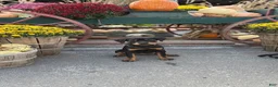 Rottweiler dogs for sale: Zoe - Ad 2