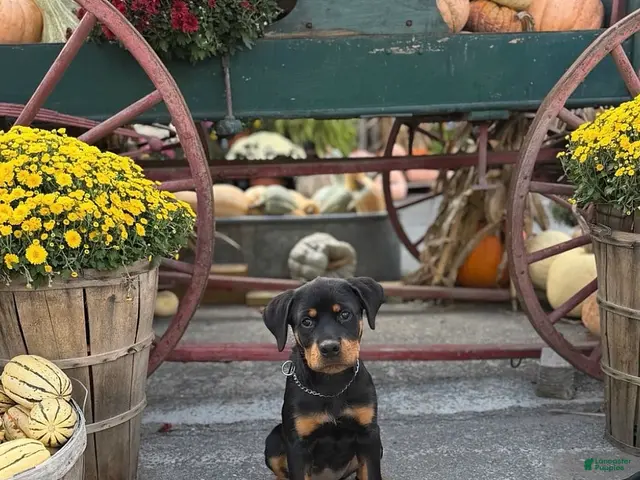 Rottweiler dogs for sale: Zoe - Ad 2