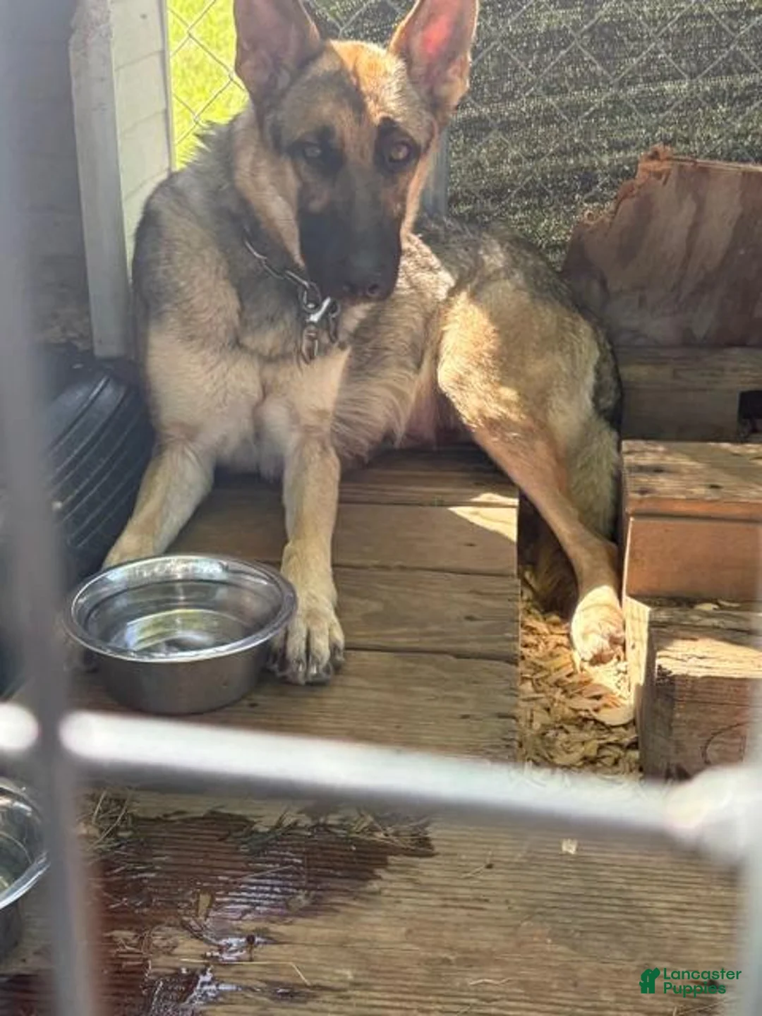 Mixed Breed dogs for sale: Mixed Breed 4 - Ad 2