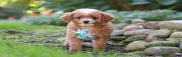 Cavapoo dogs for sale: Murphy - Ad 6