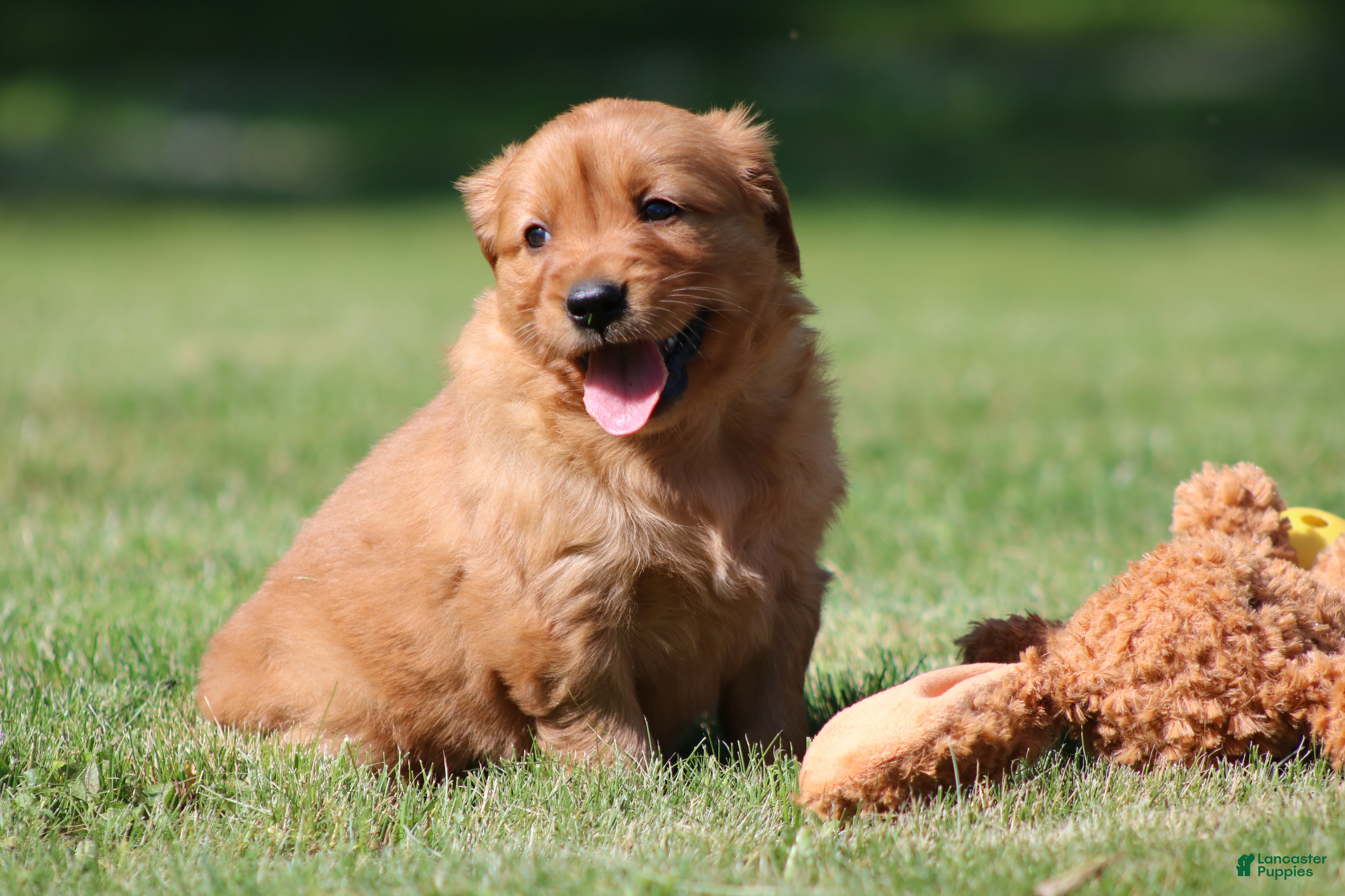 Golden Retriever dogs Georgie - Ad 2