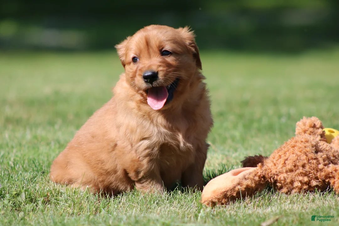 Golden Retriever dogs for sale: Georgie - Ad 2