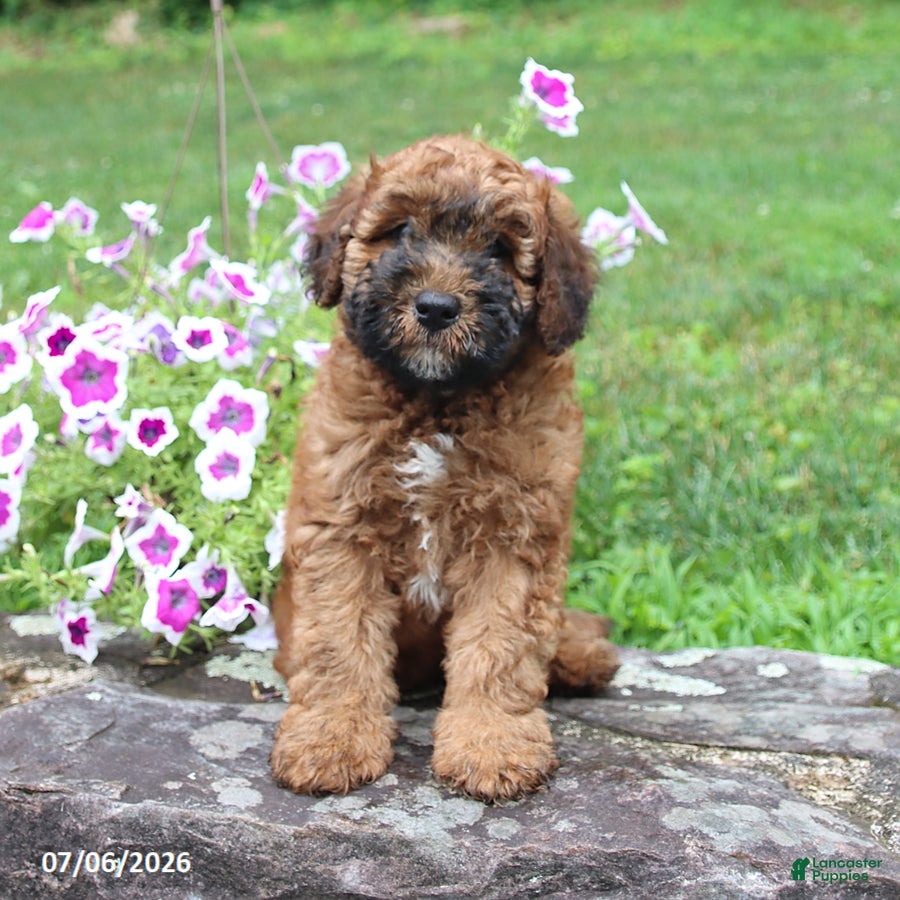 Whoodle dogs Braxton - Ad 2