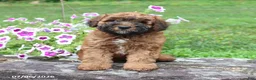 Whoodle dogs for sale: Braxton - Ad 2