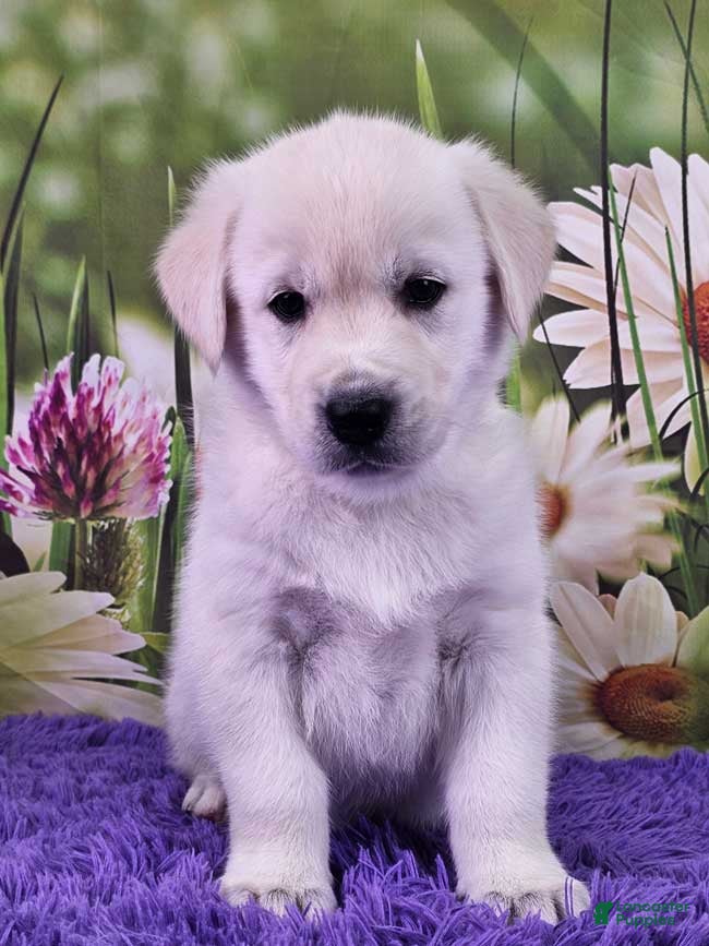 Goberian dogs Monty - Ad 19