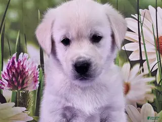 Goberian dogs Monty - Ad 19