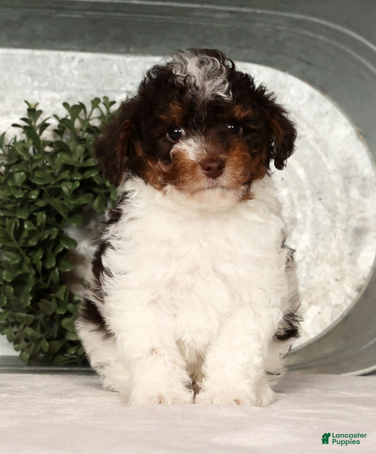 Toy Poodle dogs Max - Ad 11