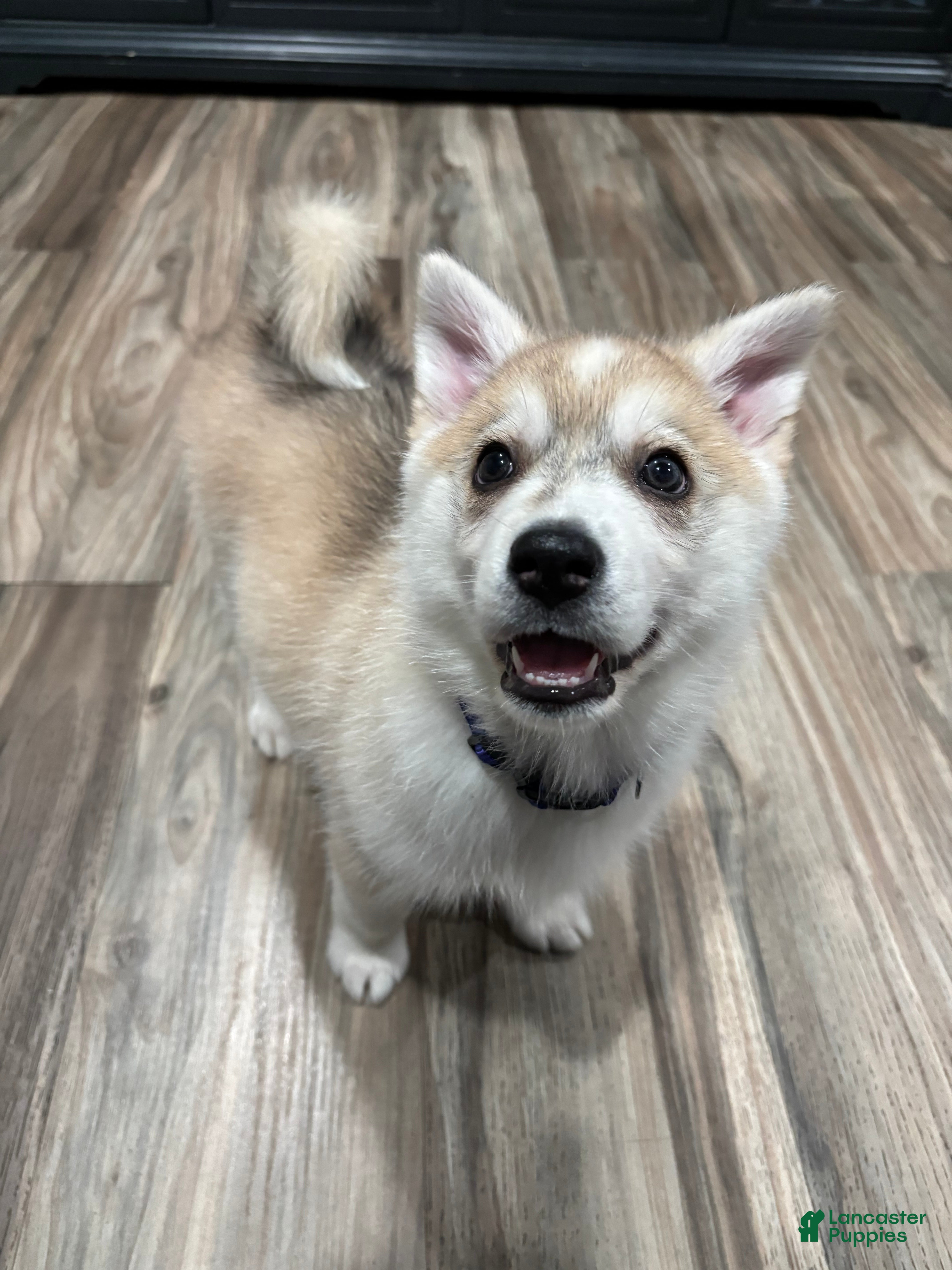 Mixed Breed dogs Mixed Breed Puppy 5 - Ad 20