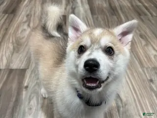 Mixed Breed dogs Mixed Breed Puppy 5 - Ad 20