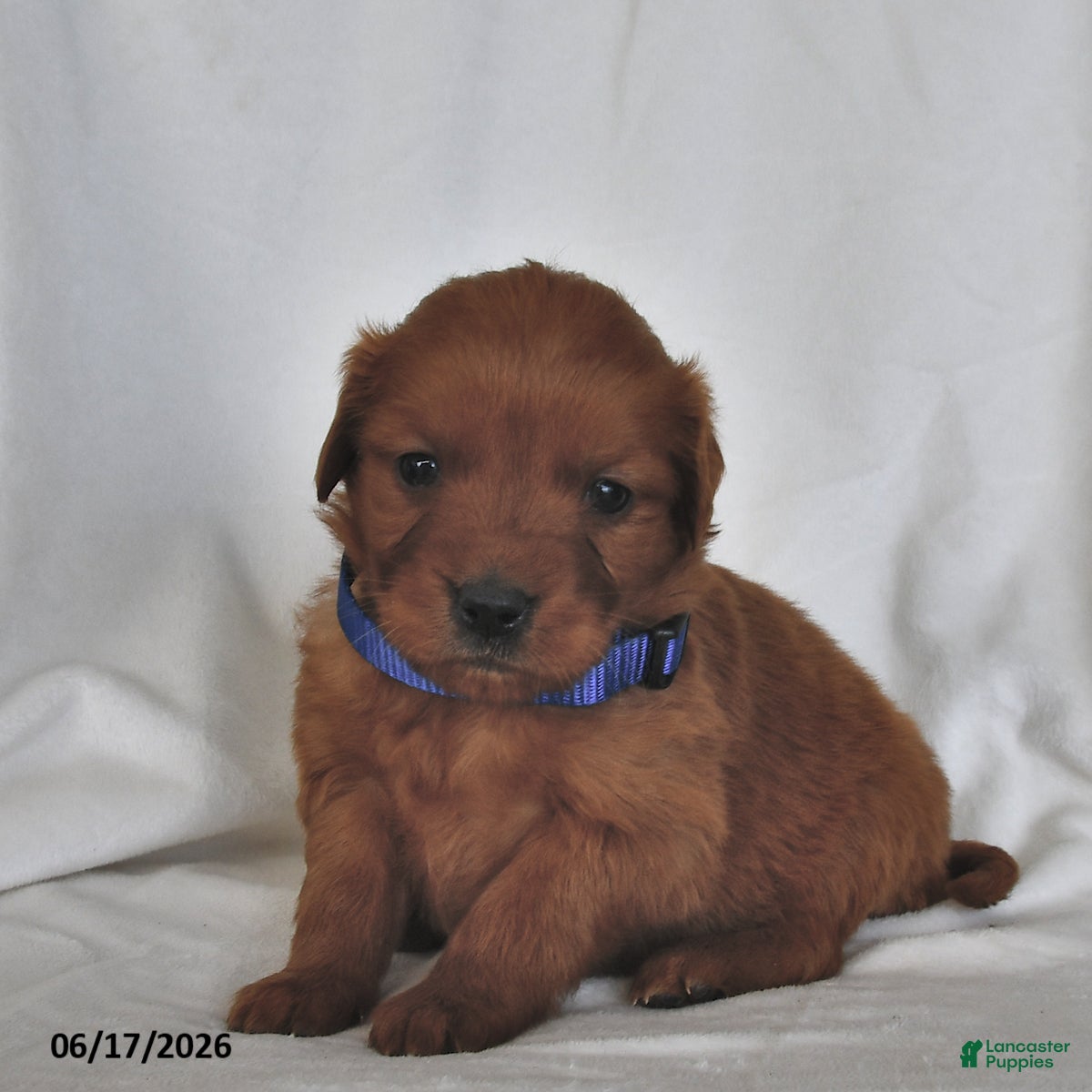 Golden Retriever dogs for sale: Layla - Ad 3
