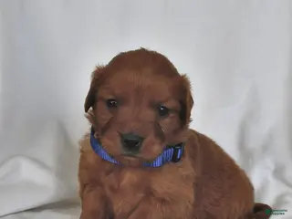 Golden Retriever dogs for sale: Layla - Ad 3