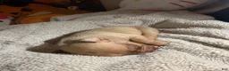 Mixed Breed dogs for sale: Angel - Ad 5