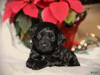 Cockapoo dogs Miracle - Ad 32