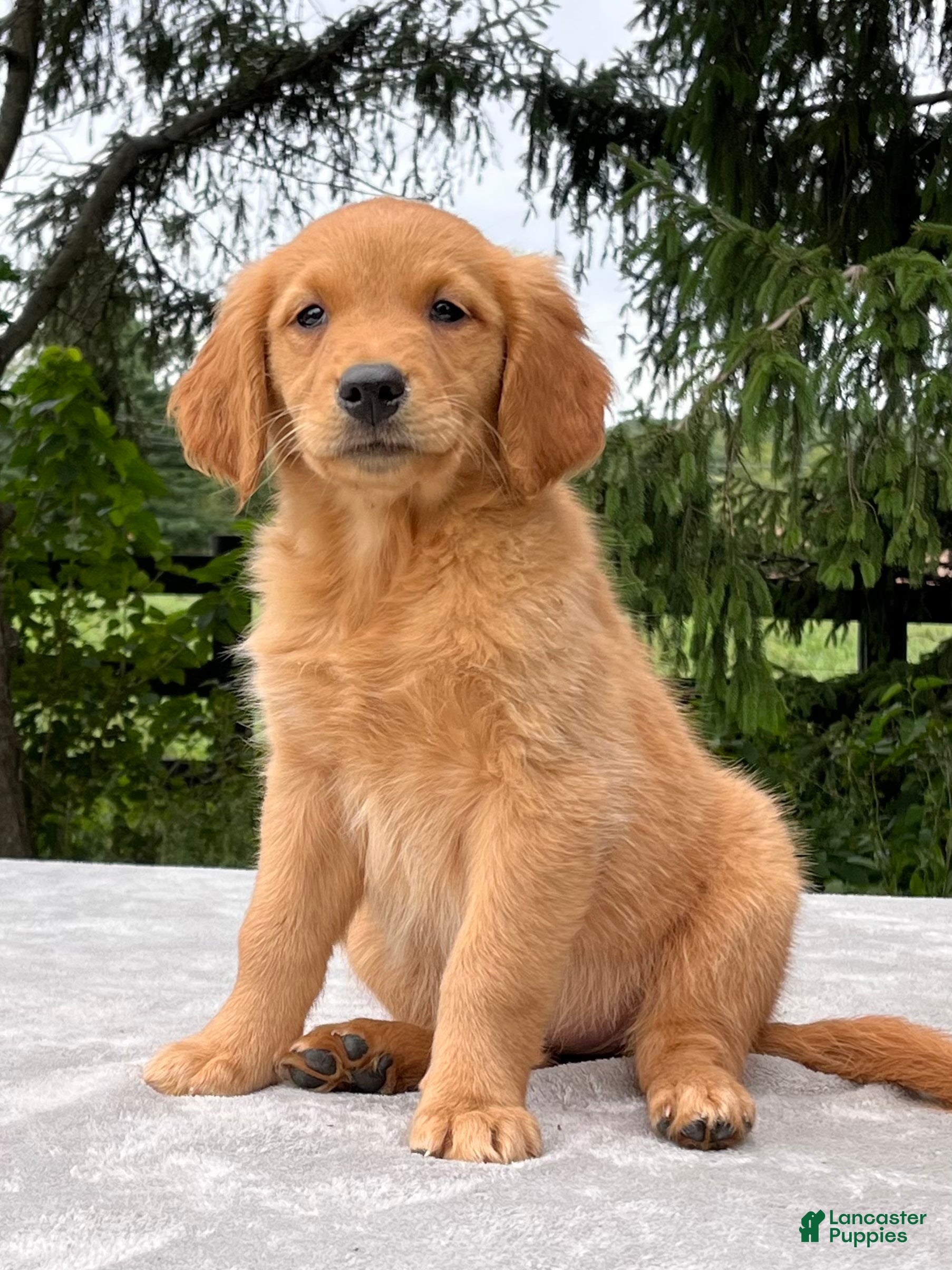 Golden Retriever dogs Izzy - Ad 1