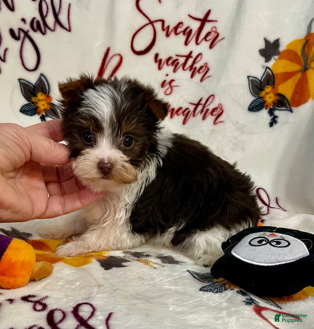 Yorkshire Terrier dogs for sale: Choc Merle Tommy  - Ad 20