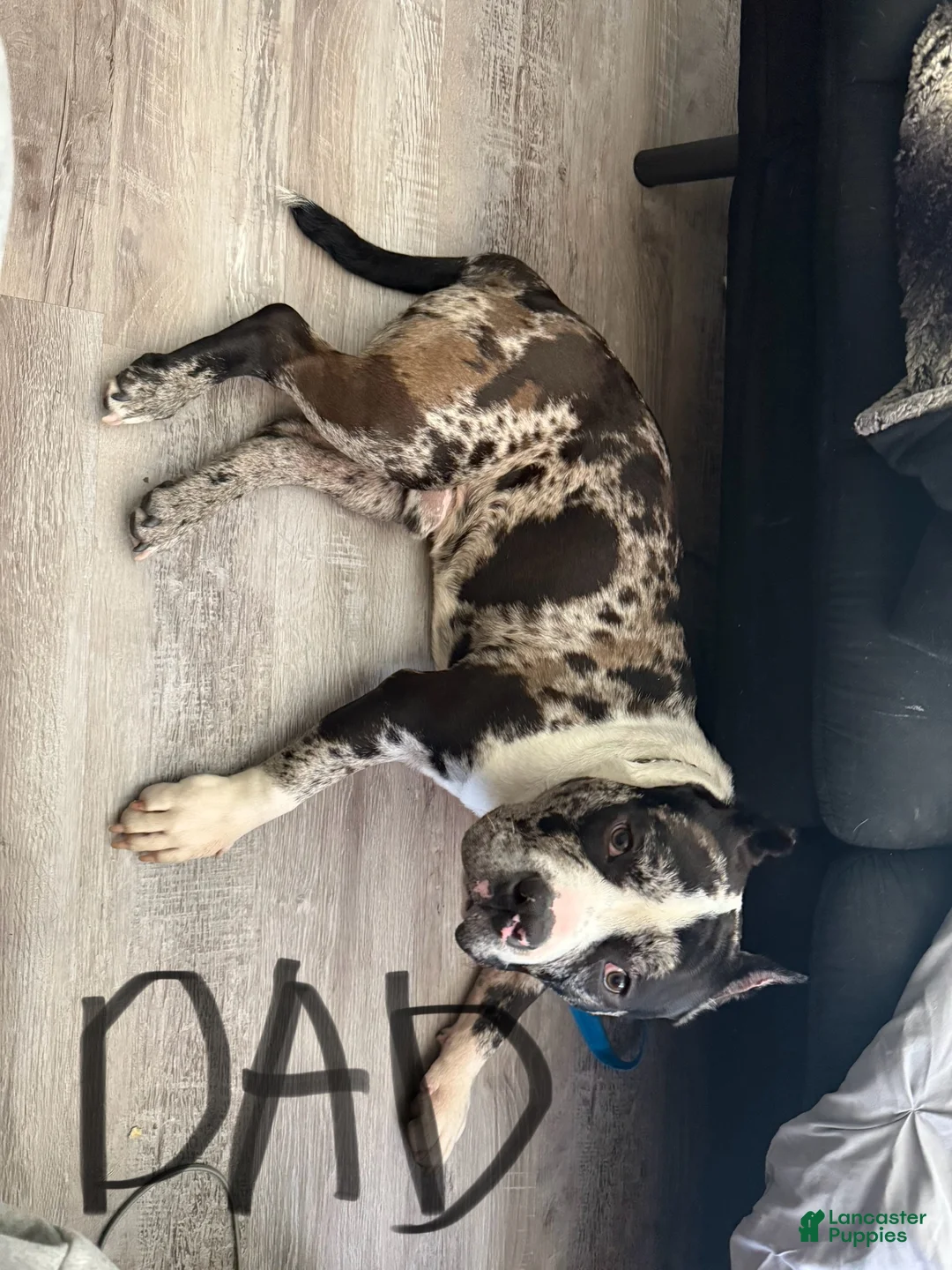 Mixed Breed dogs for sale: Miracle - Ad 6