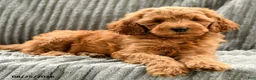 Goldendoodle dogs for sale: Fifi - Ad 4