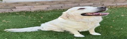 Golden Retriever dogs for sale: Bonsai - Ad 3