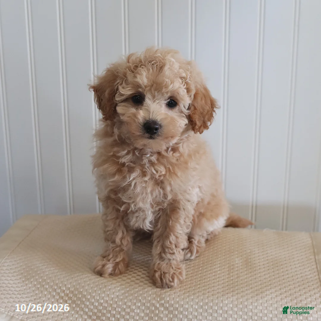 Mixed Breed dogs for sale: Lulu  - Ad 1
