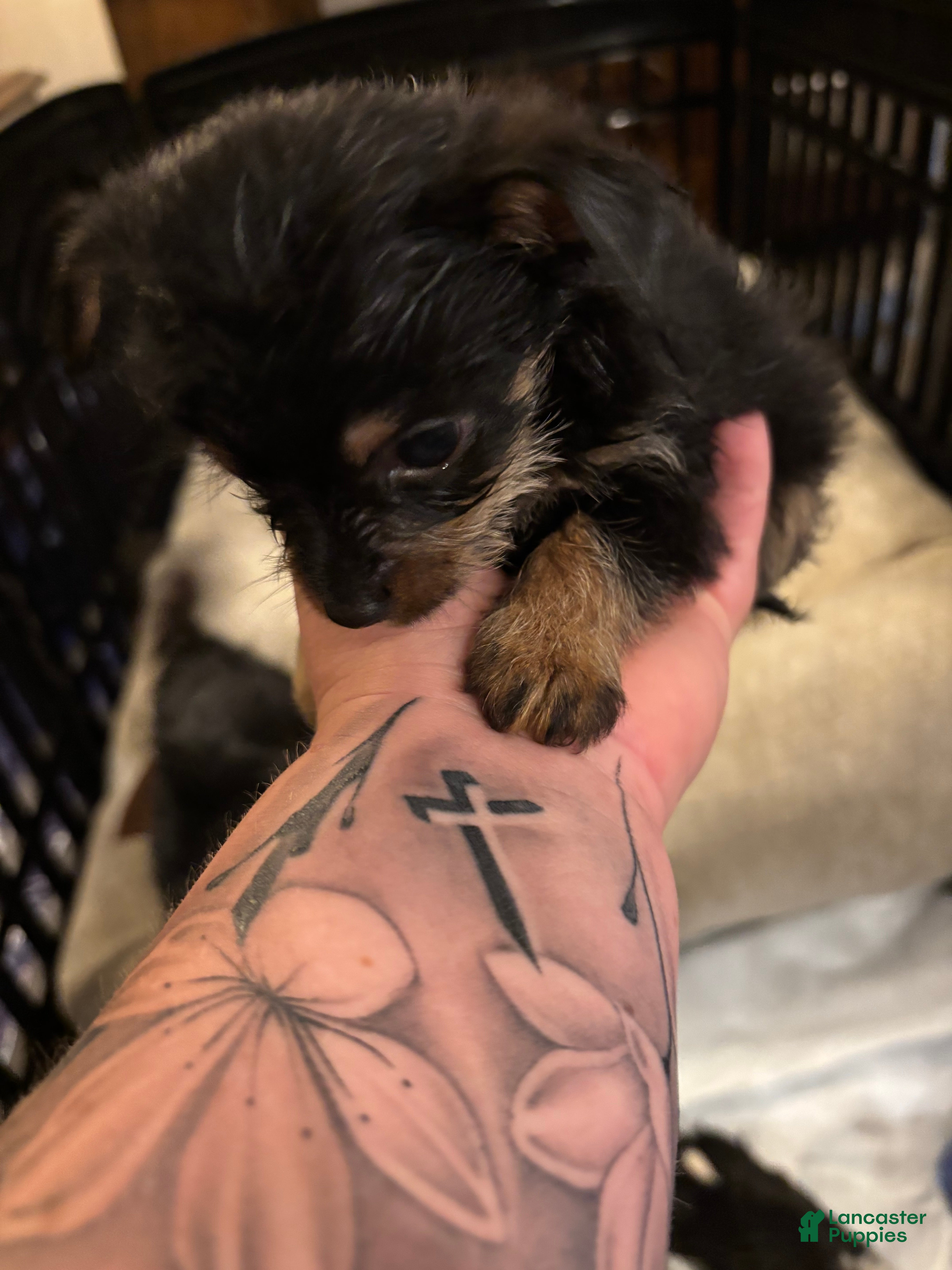 Chorkie dogs Chorkie Puppy 3 - Ad 1