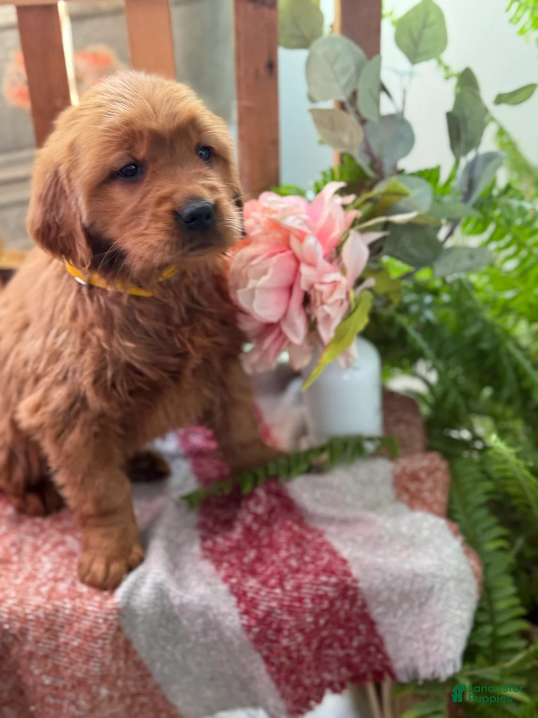 Golden Retriever dogs for sale: Redd - Ad 4