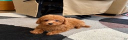 Maltipoo dogs for sale: Red Sugar  - Ad 6