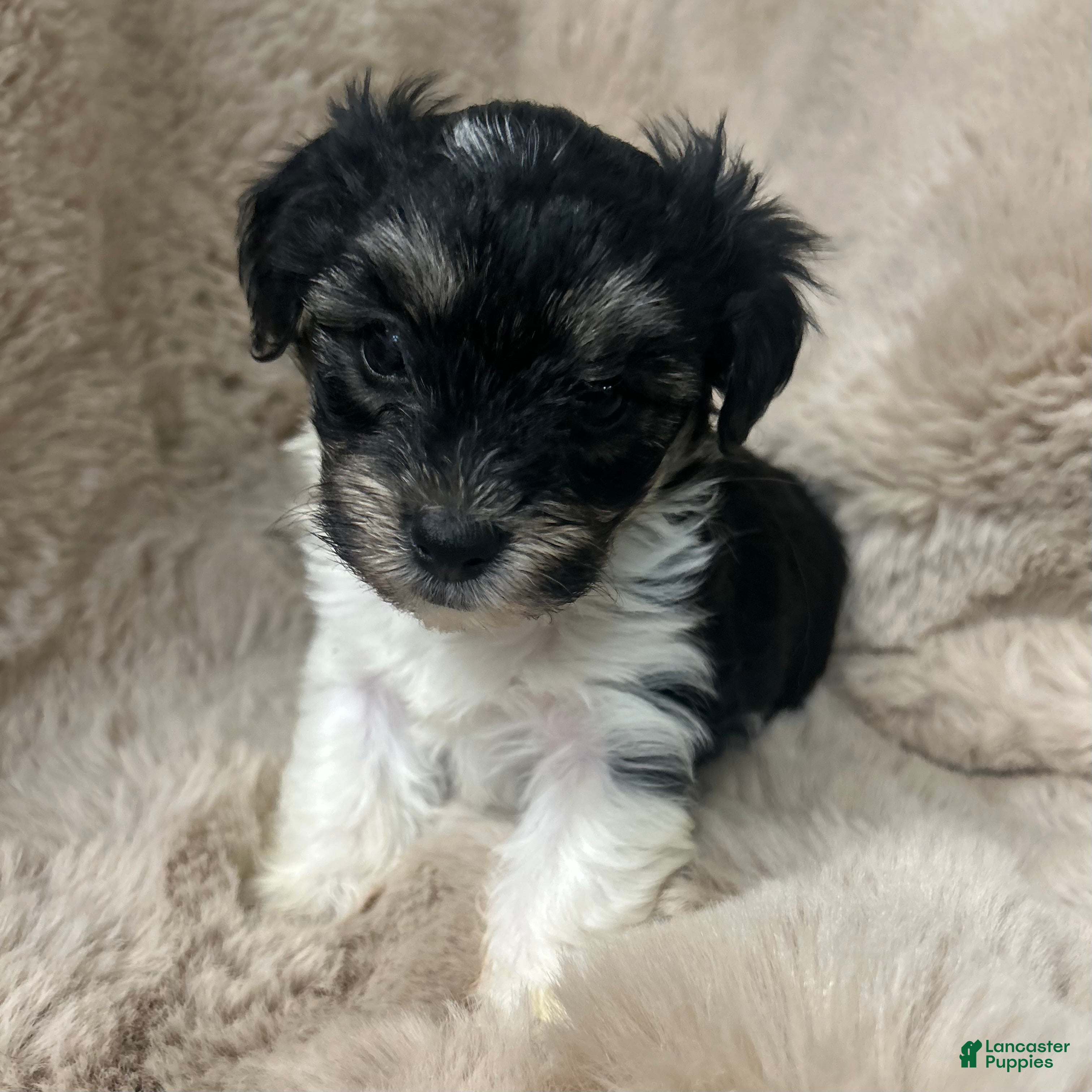 Morkie dogs Ollie - Ad 11