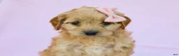 Cavapoo dogs for sale: Ivy F1B Cavapoo Pup - Ad 2
