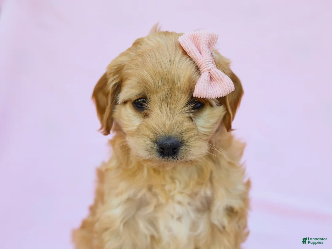 Cavapoo dogs for sale: Ivy F1B Cavapoo Pup - Ad 2
