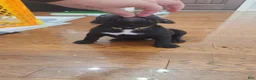 American Bully dogs for sale: Black w/ white chest patch Male - Ad 4