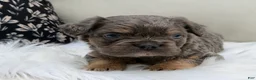 French Bulldog dogs for sale: Cash - Ad 6