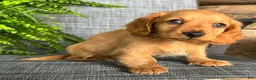 Dachshund dogs for sale: Silas - Ad 3