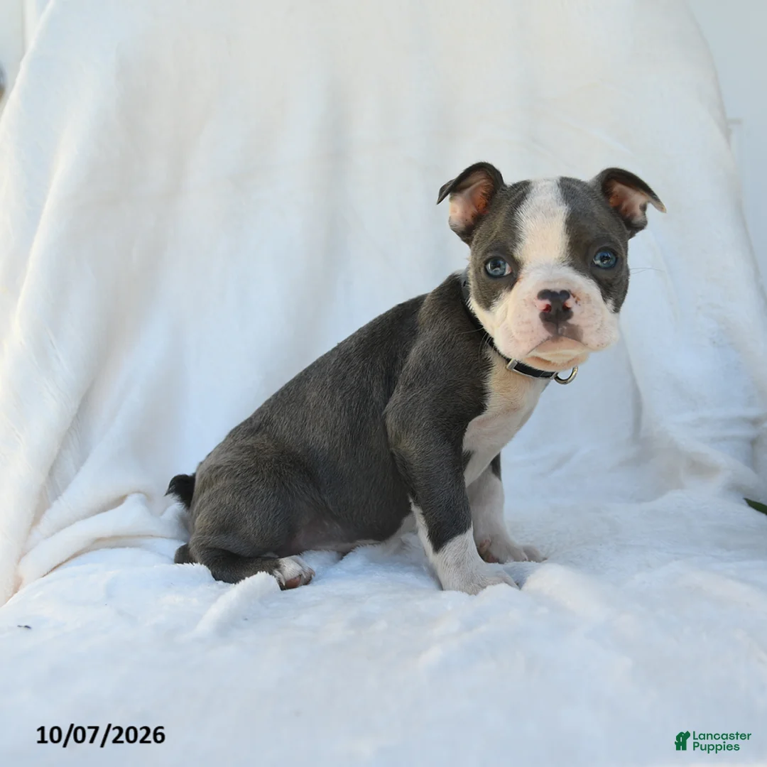Boston Terrier dogs for sale: Naveen - Ad 5