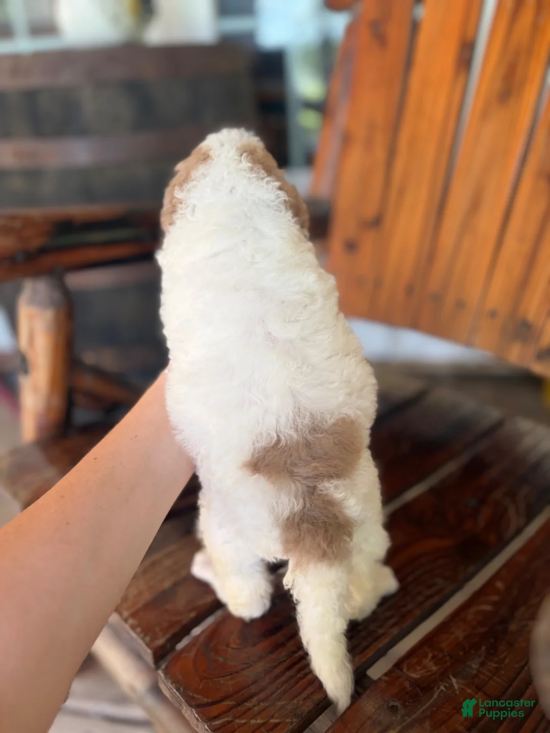 Aussiedoodle dogs for sale: Aussiedoodle 1 - Ad 2