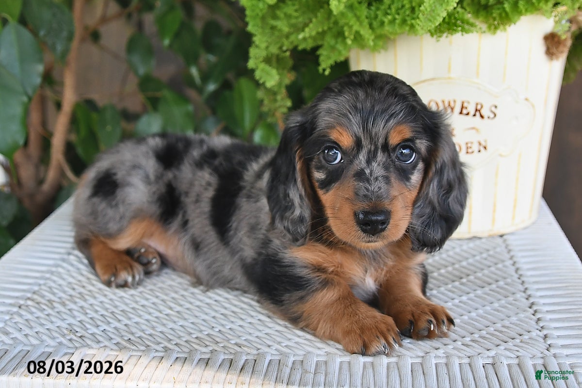 Miniature Dachshund dogs Serena - Ad 2