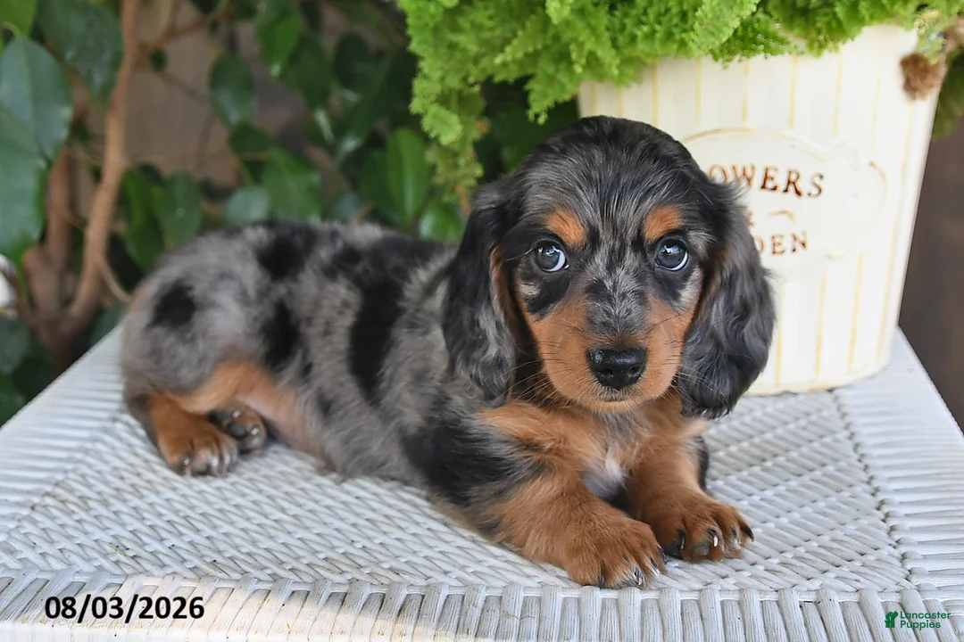 Miniature Dachshund dogs for sale: Serena - Ad 2