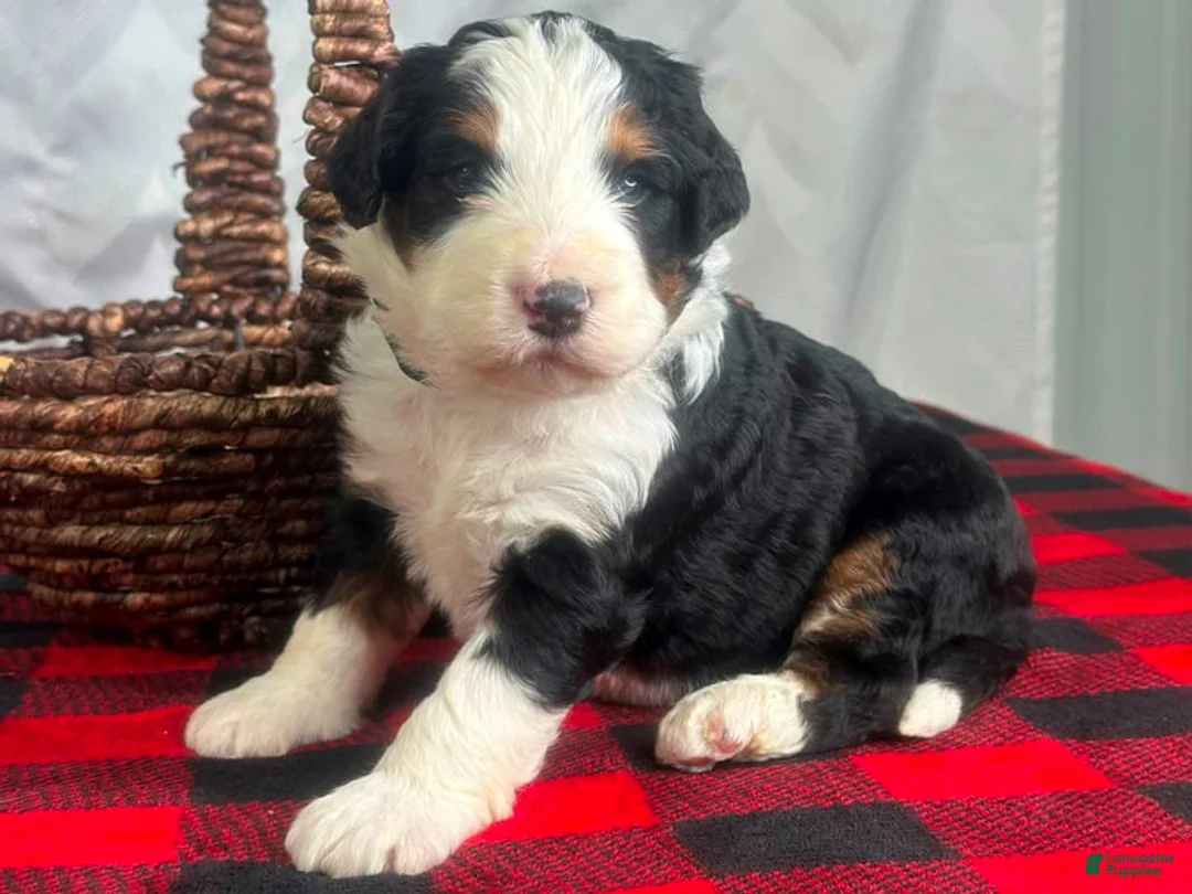 Bernedoodle dogs for sale: Indiana - Ad 2