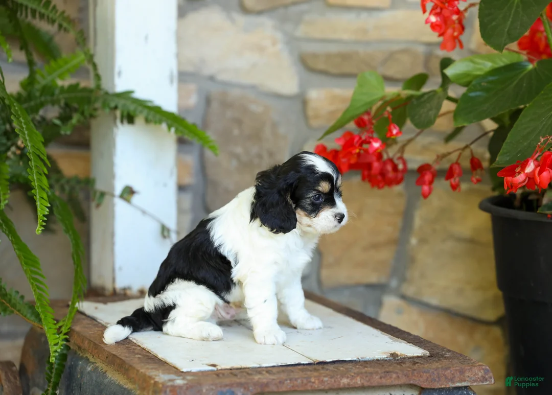 Cavapoo dogs for sale: James - Ad 4