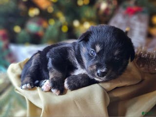 Mixed Breed dogs The Enchanted Pomalier 🐾 - Ad 38