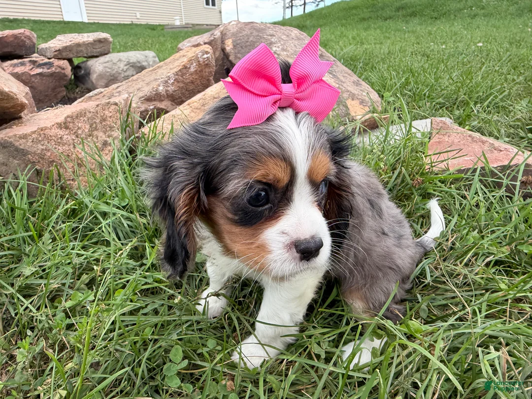 Cavalier King Charles Spaniel dogs for sale: Leah - Ad 2