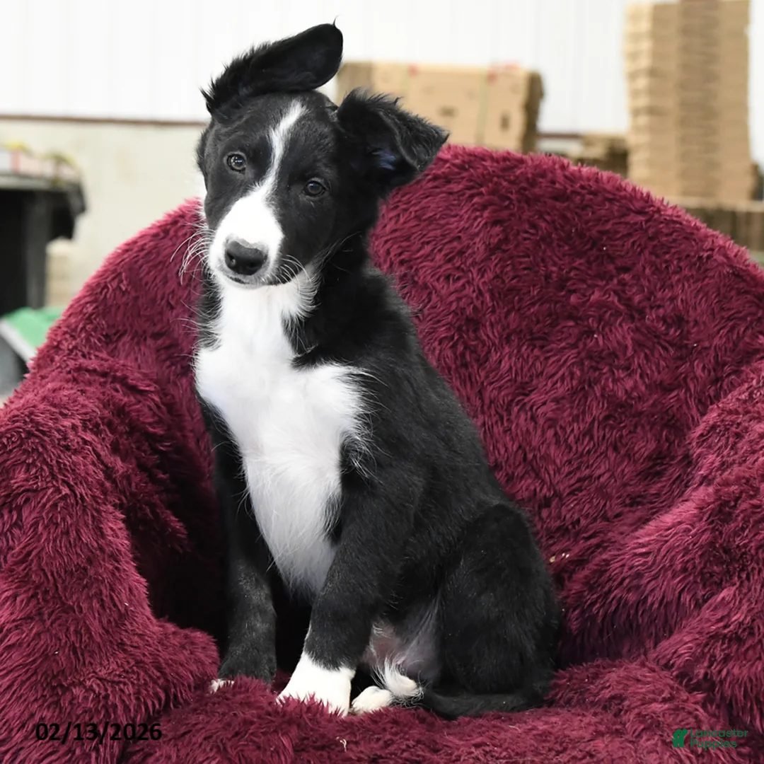 Border Collie dogs for sale: Hickory - Ad 1