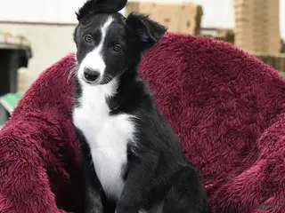 Border Collie dogs for sale: Hickory - Ad 2