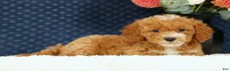 Bichpoo dogs for sale: Ethan - Ad 4