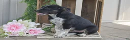Mixed Breed dogs for sale: Blake - Ad 5
