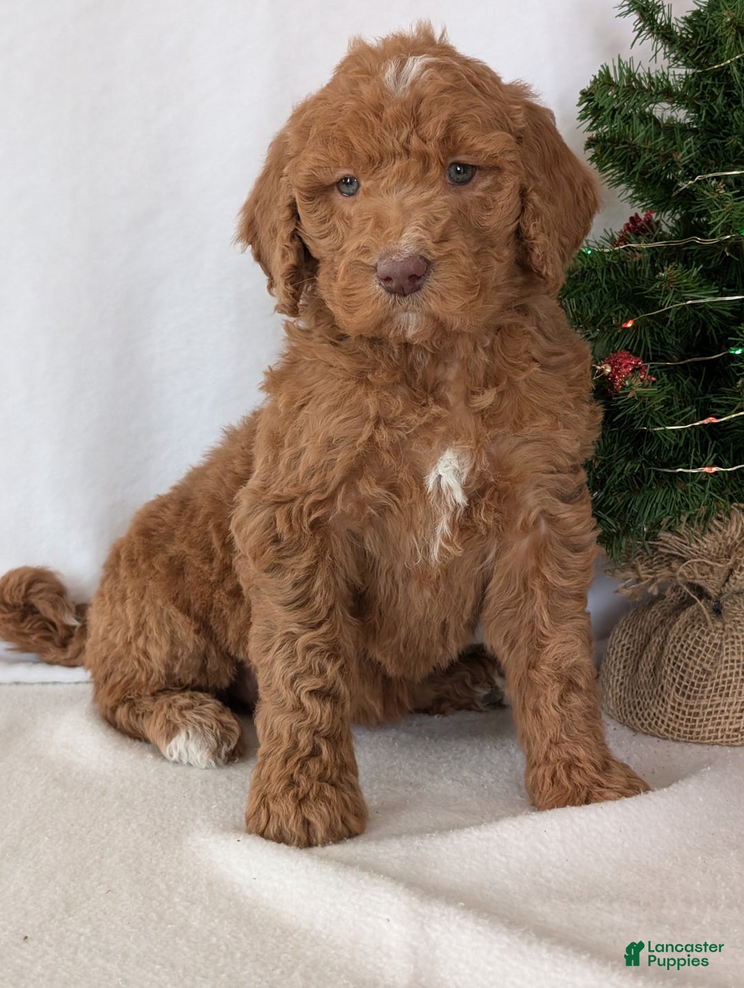 Goldendoodle dogs for sale: Miss Gracie  - Ad 2