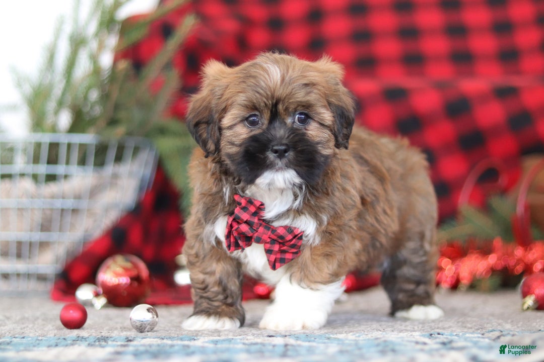 Lhasa Apso dogs for sale: Kenny - Ad 2