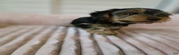 Yorkshire Terrier dogs for sale: COPPER - Ad 8