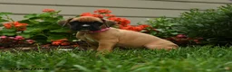 Boxer dogs for sale: Nutmeg - Ad 5
