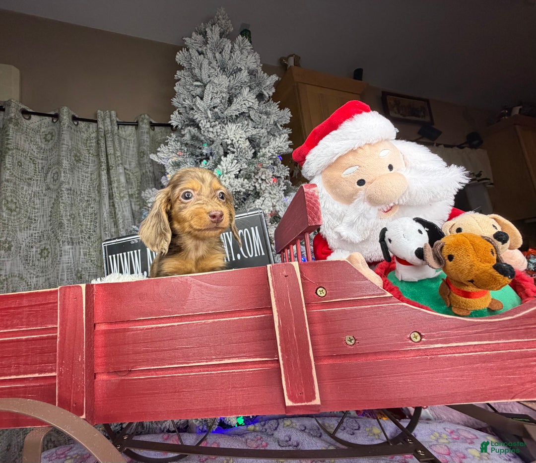 Miniature Dachshund dogs for sale: Sale choc dapple champ import pra clear Akc  - Ad 2